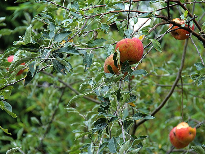 21Apples1 21Apples1
