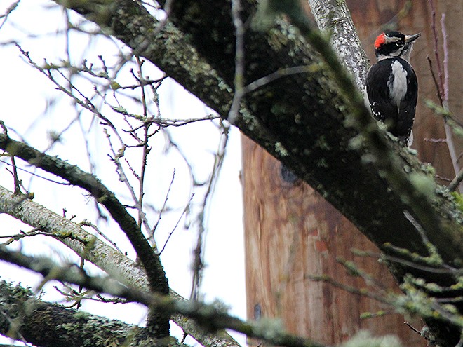 27Woodpecker2