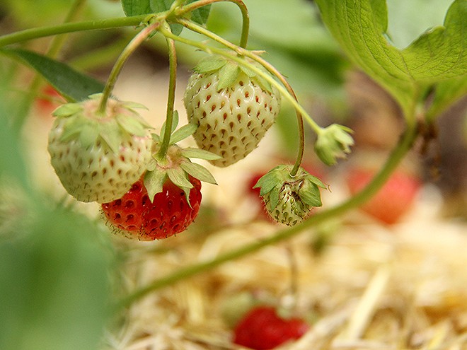 12FruitBowl1