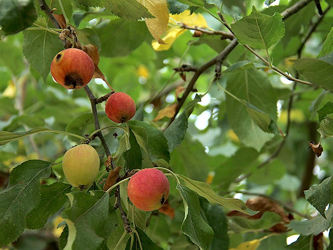 9Apples12