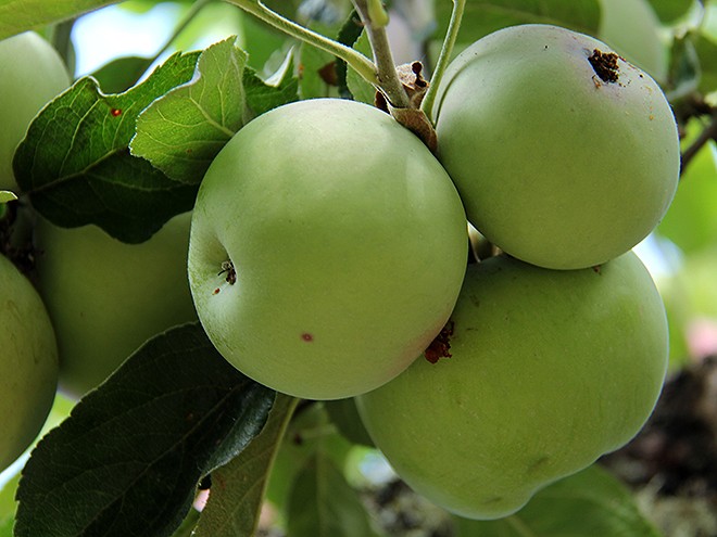 9Apples12