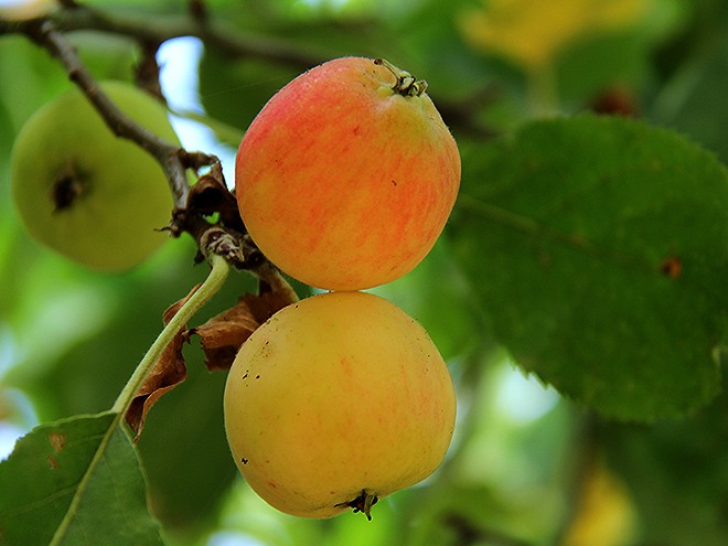 9Apples12