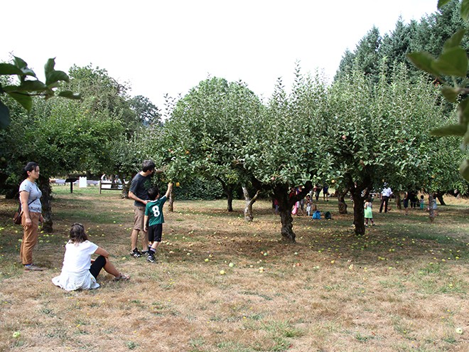 9Apples12