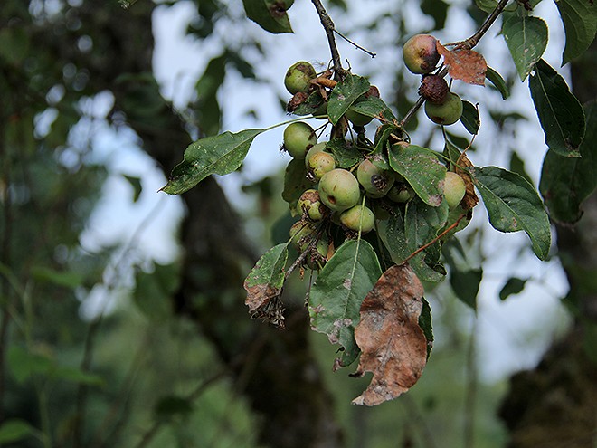 9Apples12