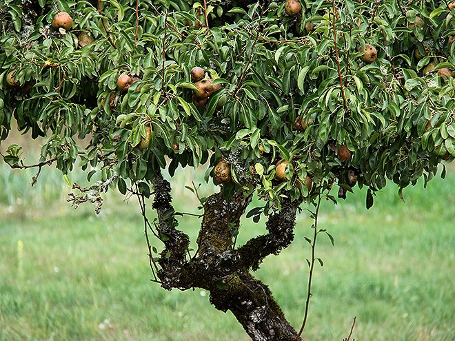 9Apples12