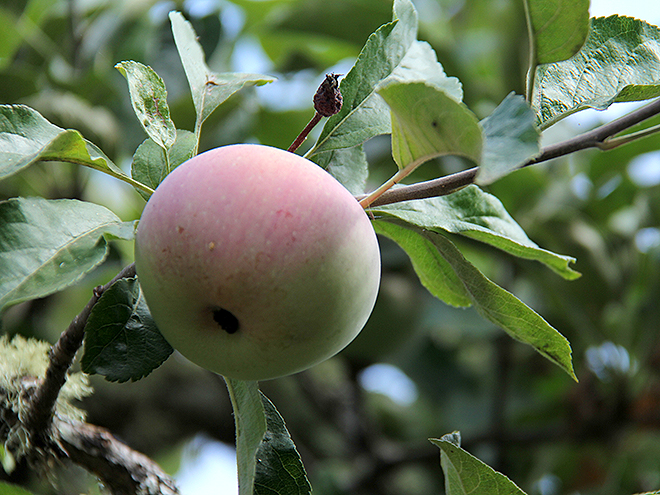 9Apples12
