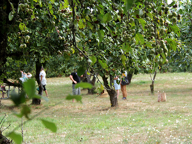 9Apples12