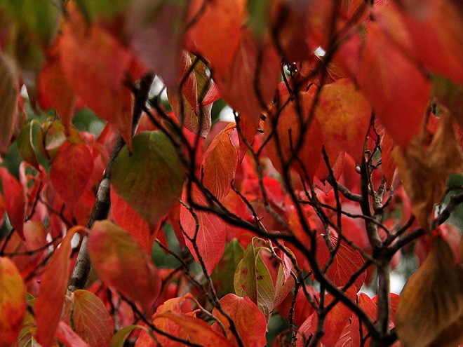 10Leaves2