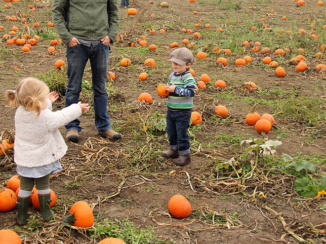 12Pumpkins16