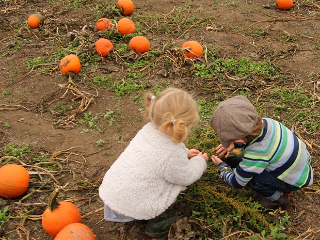 12Pumpkins24