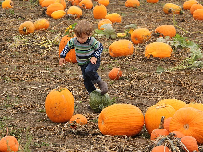 12Pumpkins25