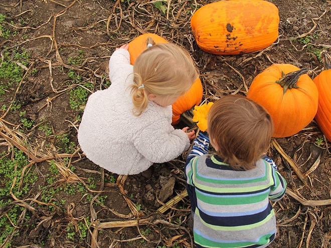 12Pumpkins27