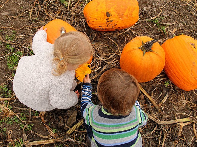 12Pumpkins29