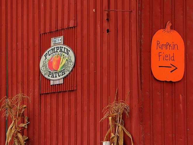 12Pumpkins36