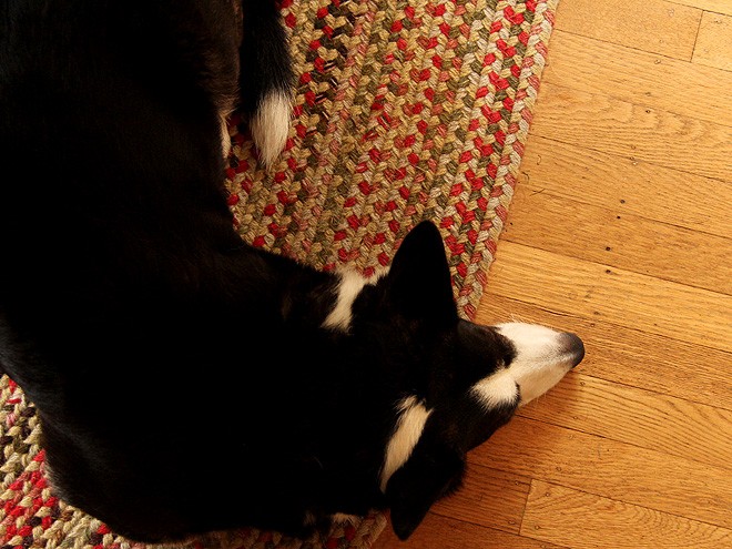 24Doggie1