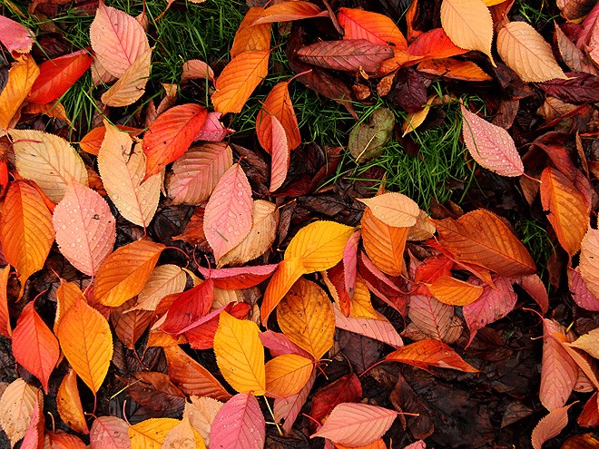 30Leaves2