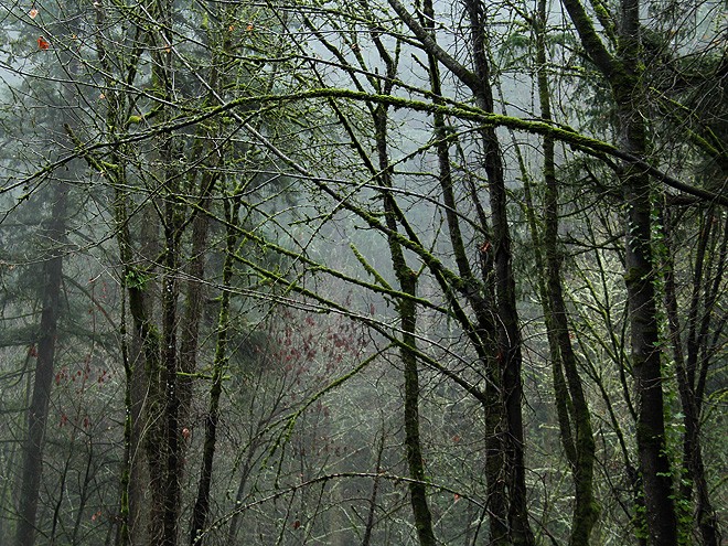 9ForestPark2