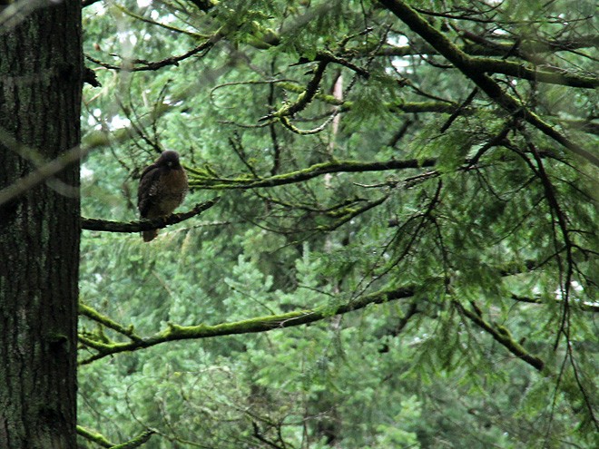 21Hawk4