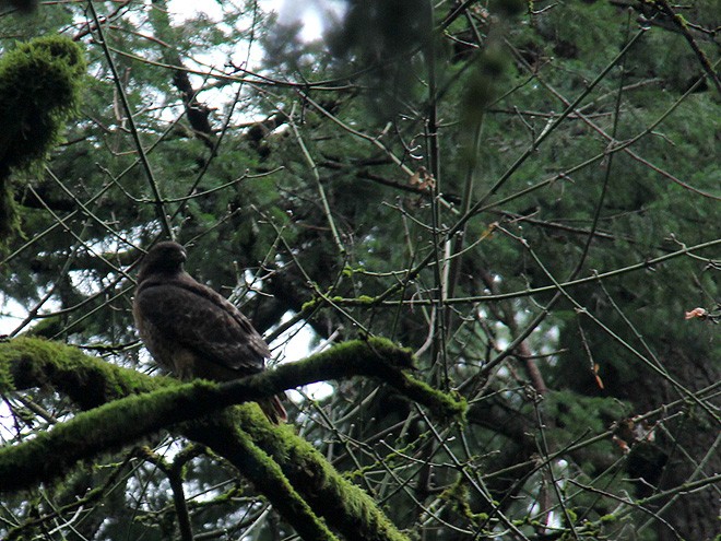 21Hawk6