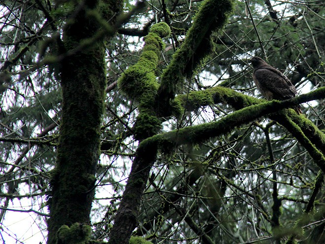 21Hawk7