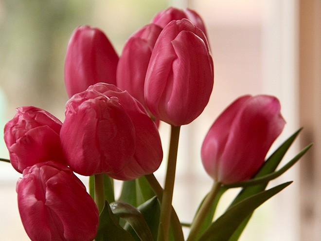 27Tulips1