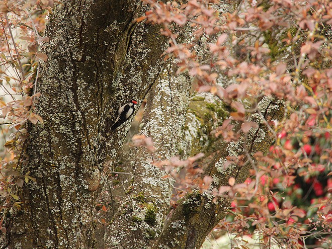13Woodpecker1