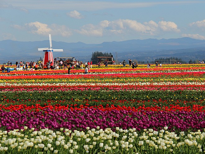 27Tulips17