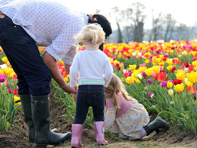 27Tulips6