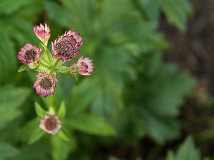 5Garden1