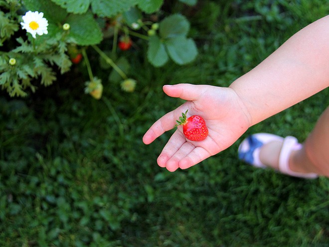 7Strawberries3