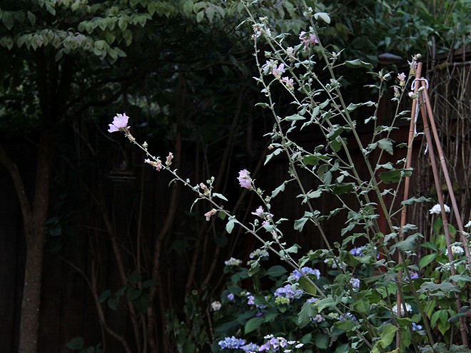 28Evening2