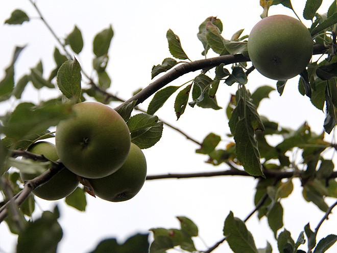 2Apples2