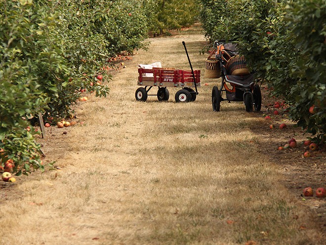 1Apples9