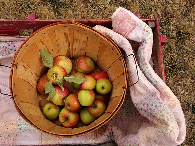 11Apples14