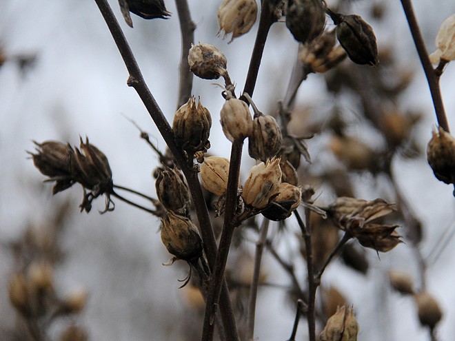 20Seeds1