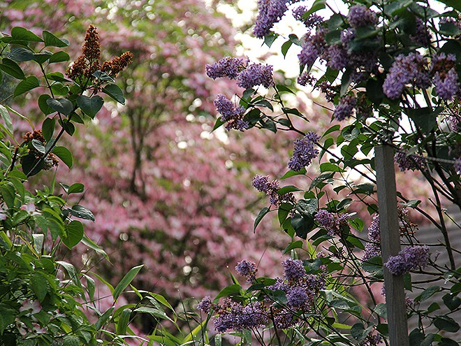 24Lilacs1