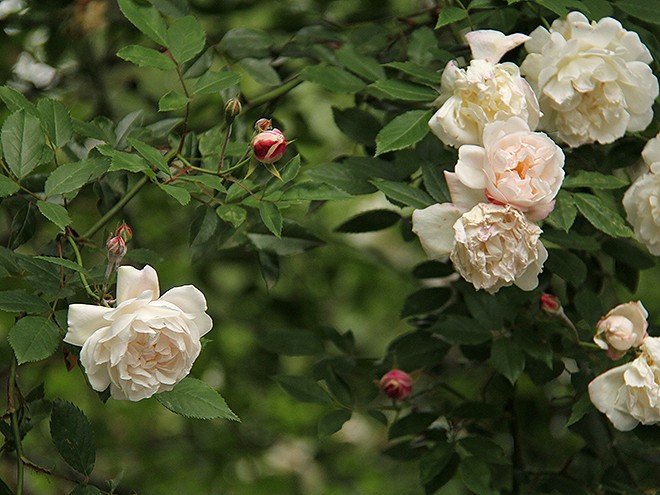 1Roses1