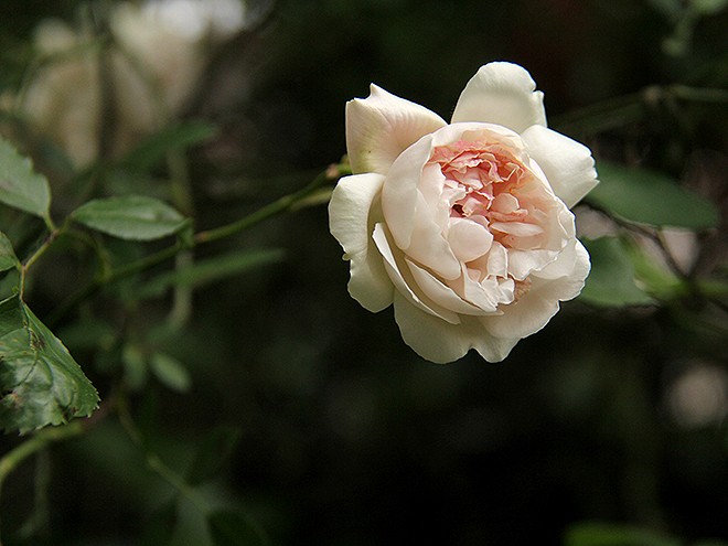 1Roses3