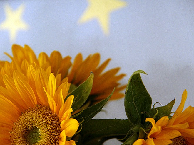 13Sunflowers1