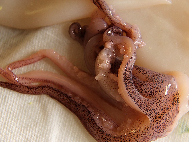 30Squid1