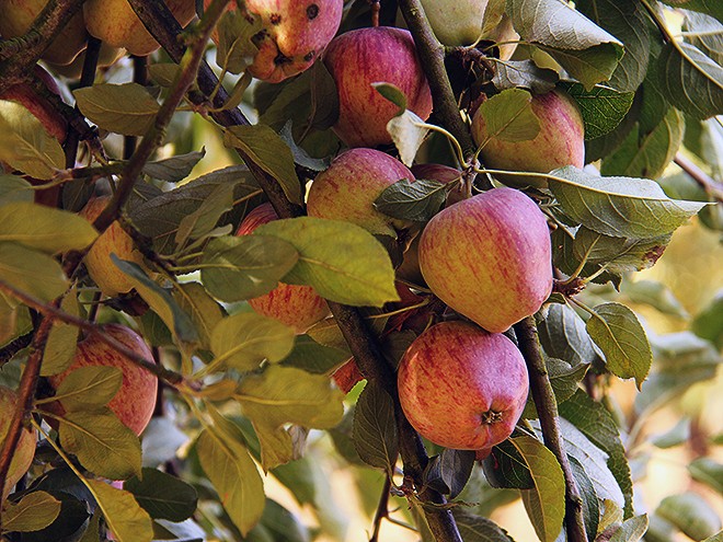 29Apples1