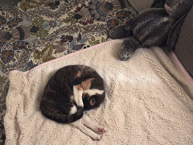 11Kitters1