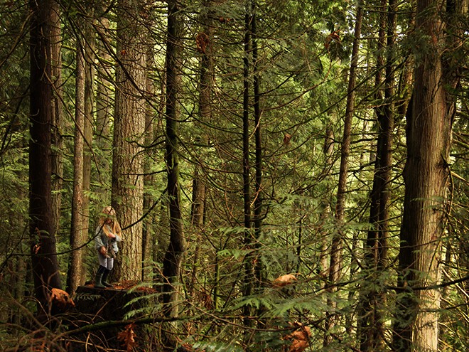 6Forest11