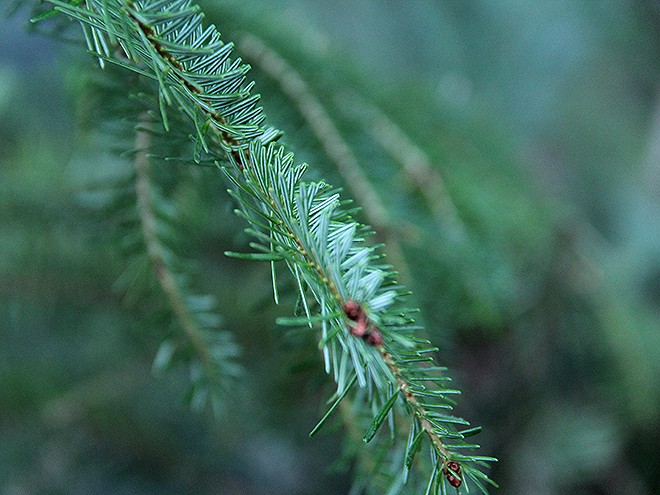 2Tree5
