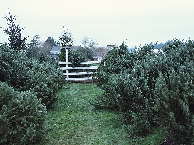 2Tree2