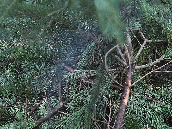 2Tree4