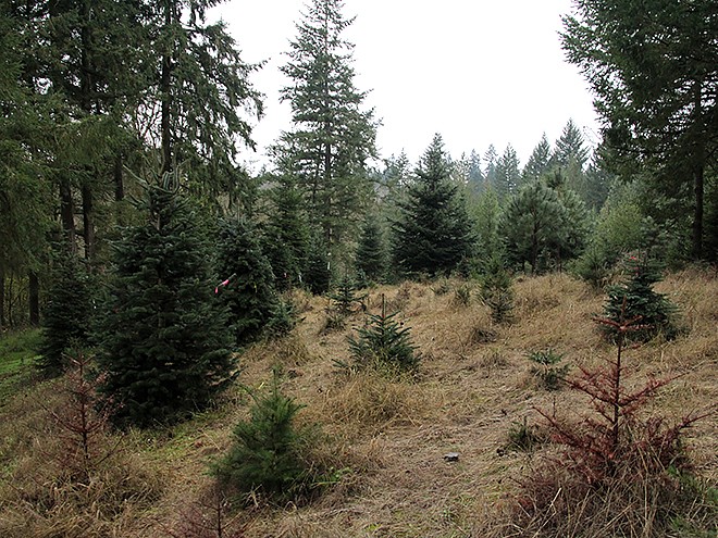 2Tree22