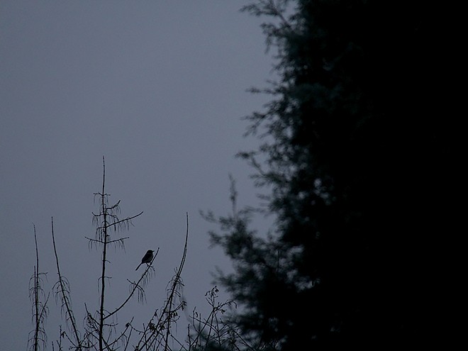 4Morning3