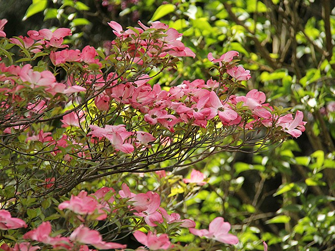 29Dogwood1