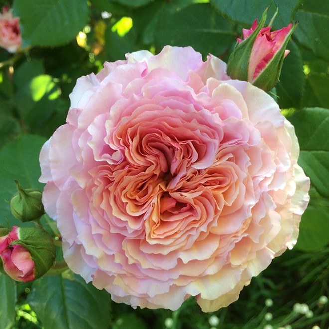 28Rose1 28Rose1